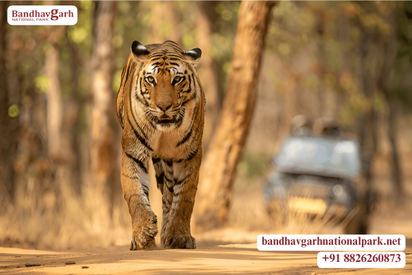 Tiger in Bandhavgarh National Park